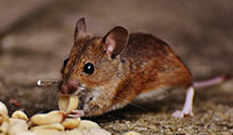 24 Hour & Emergency Exterminators in West Hillsborough, NC